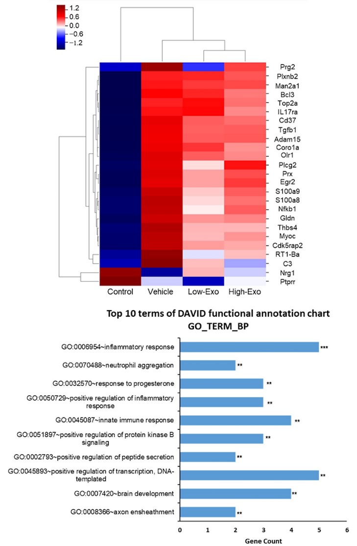 [고분자약물전달실험실] MSC 유래 엑소좀을 이용한 척수손상 치료