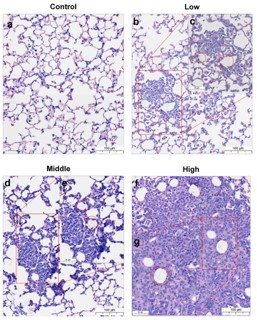 [고분자약물전달실험실] 미세플라스틱의 체내 독성 및 잔류량 평가