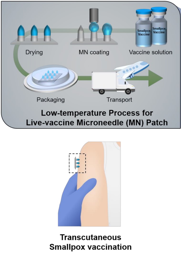 [고분자약물전달실험실] 자가접종이 가능한 마이크로니들형 백신 패치 개발