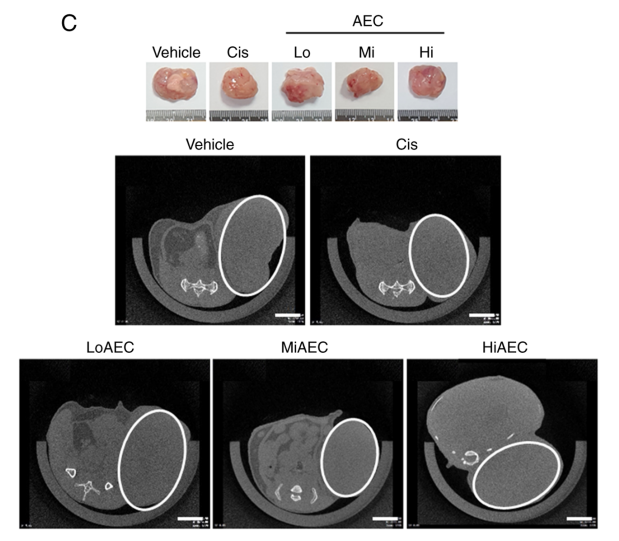 [분자생물실험실] 새로운 대장암 치료제 효능 및 작용기전 규명