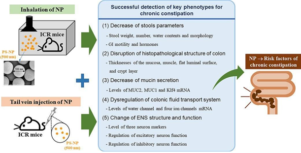[전임상의약실험실] 공기중 나노플라스틱 흡입으로 인한 변비 유발 원인 및 작용기전 세계 최초로 규명
