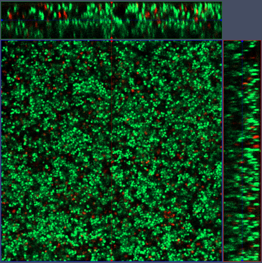 Fig. 2. Confocal laser scanning microscopy (LSM) image of MRSA biofilm