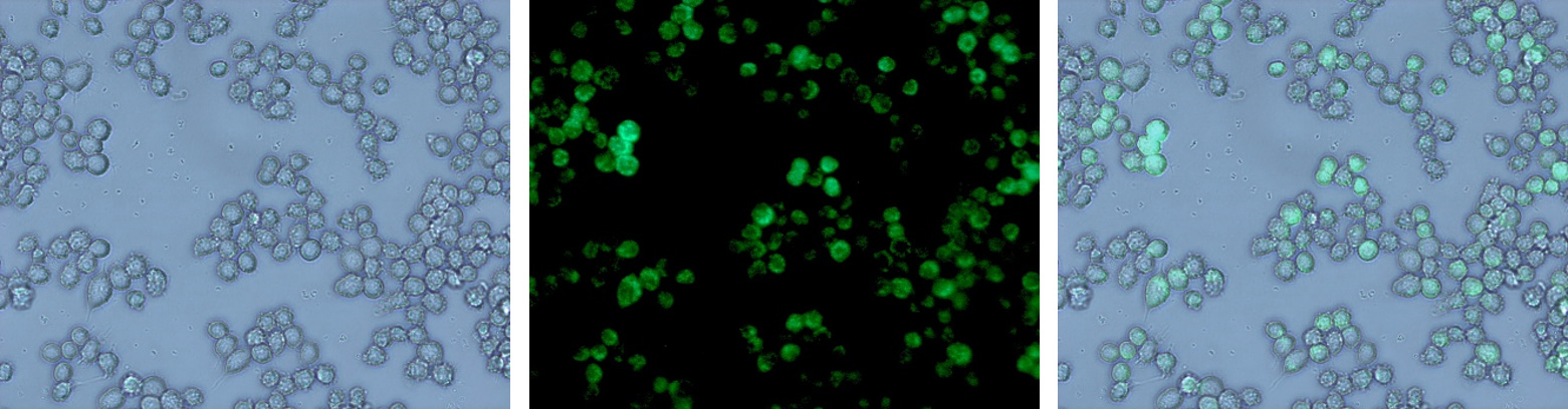 Fig. 3. Raw 264.7 cells infected with Staphylococcus aureus ATCC 13301