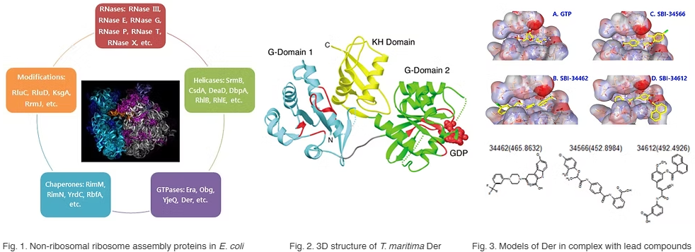 Ribosome biogenesis